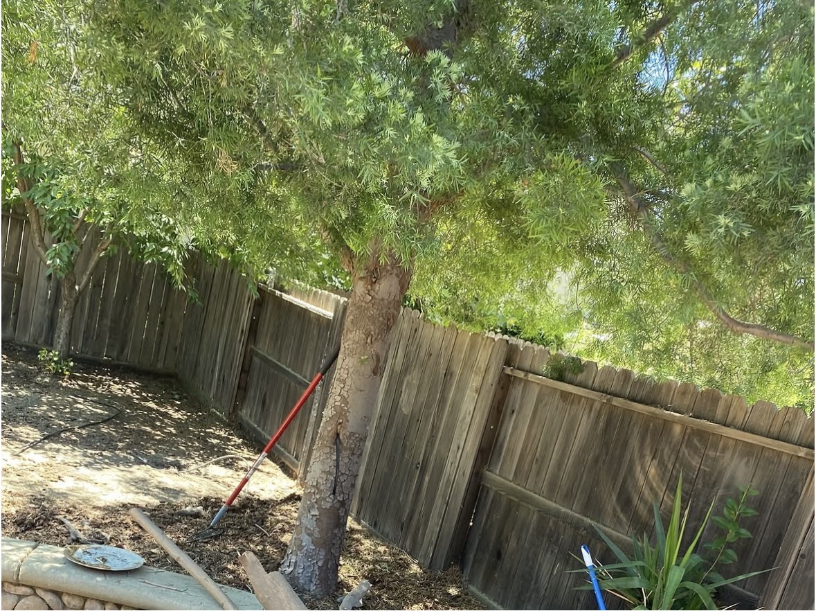 Tree trimming
